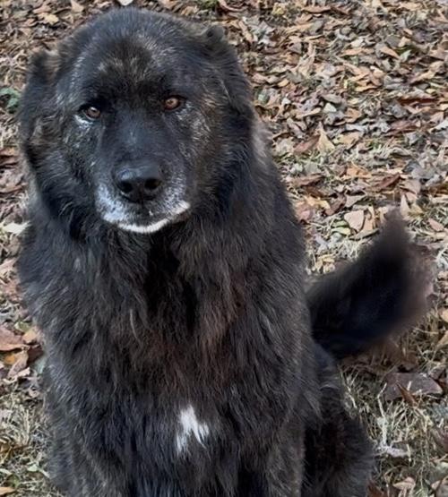 Enlarge Rip, a Adoptable mixed breed in Claremont, NC image 1/4