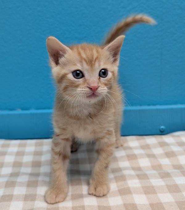 Enlarge Acorn, a Adoptable mixed breed in Escondido, CA image 1/1