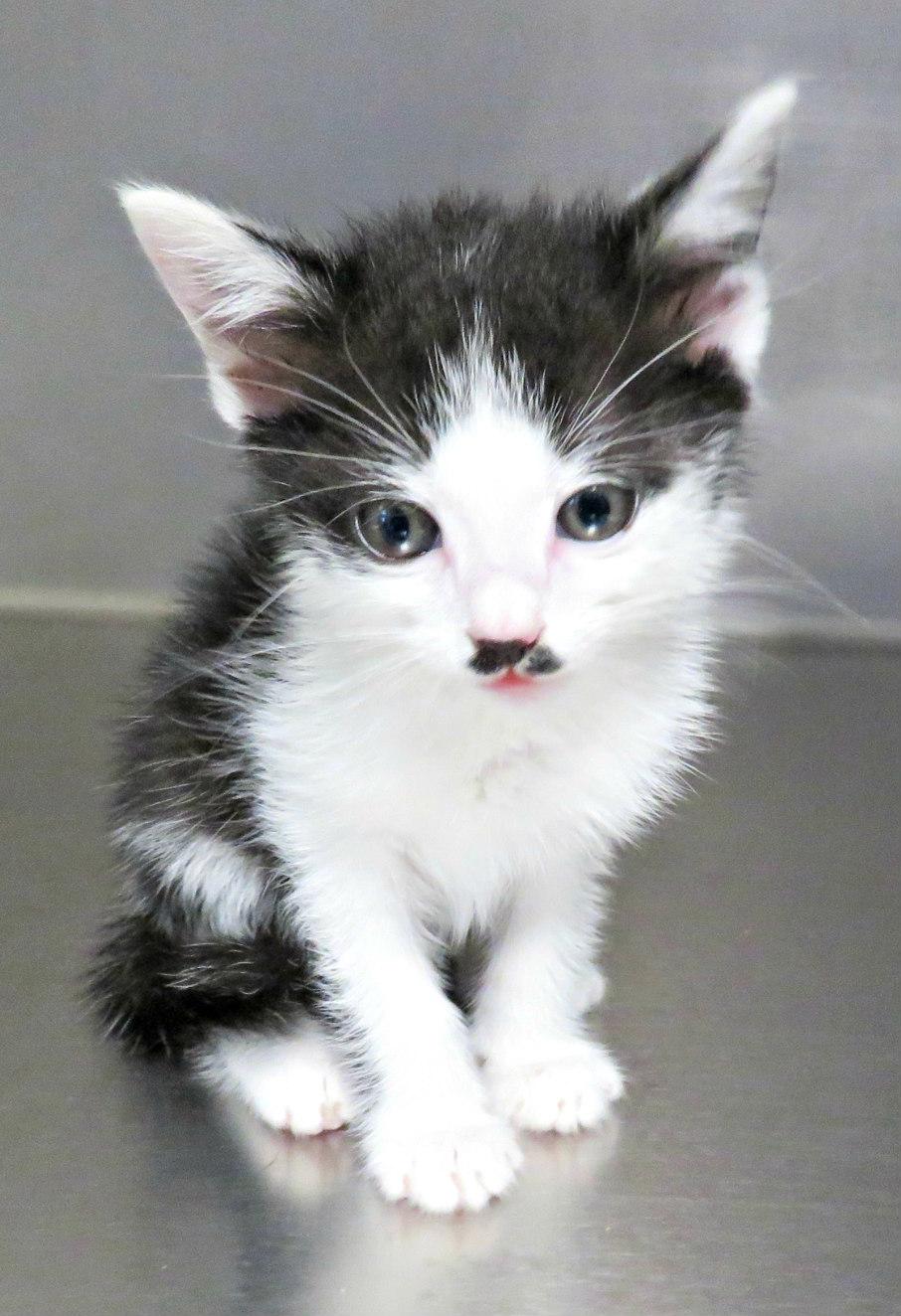 Samantha, Baby Female Domestic Short Hair