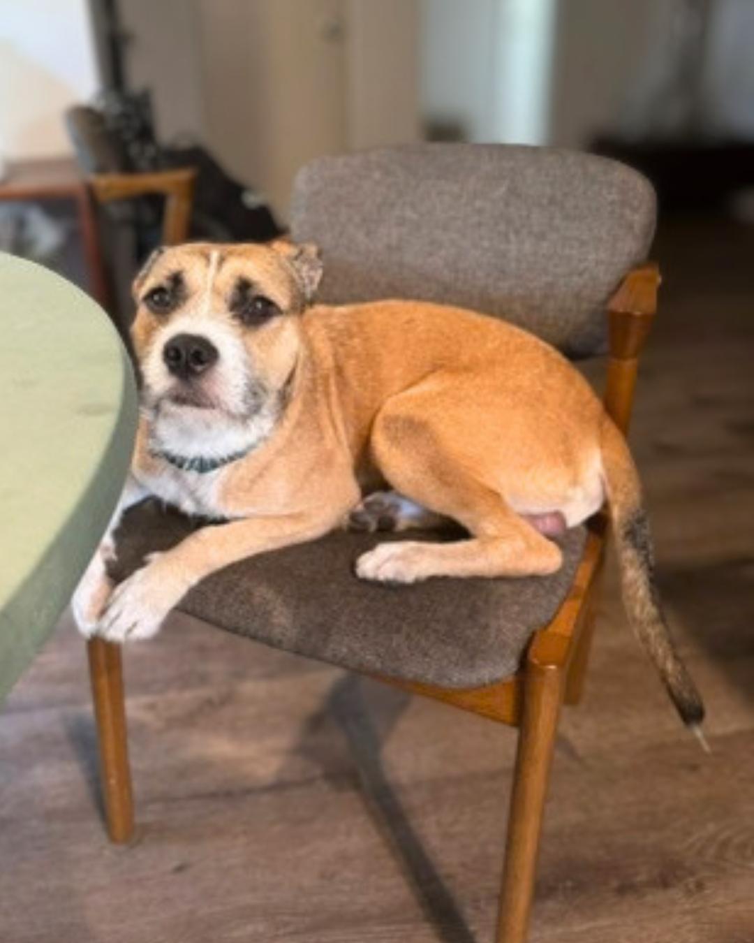 Enlarge Archer, a Adoptable Wirehaired Terrier in Valley Village, CA image 2/6