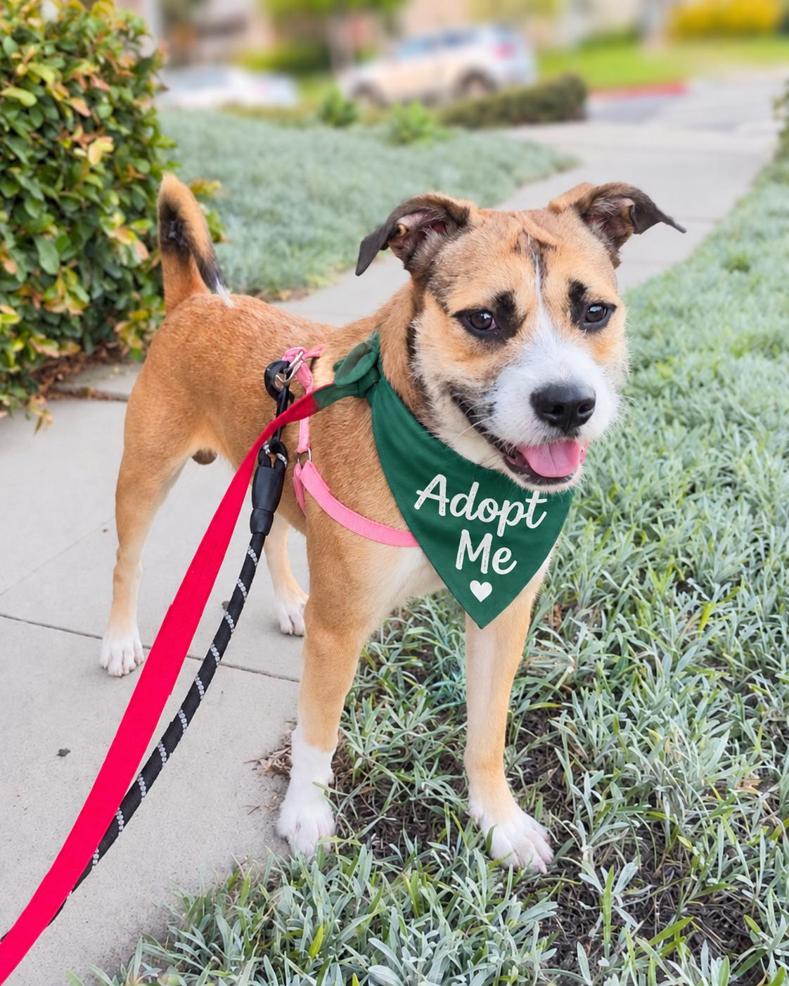 Enlarge Archer, a Adoptable Wirehaired Terrier in Valley Village, CA image 3/6