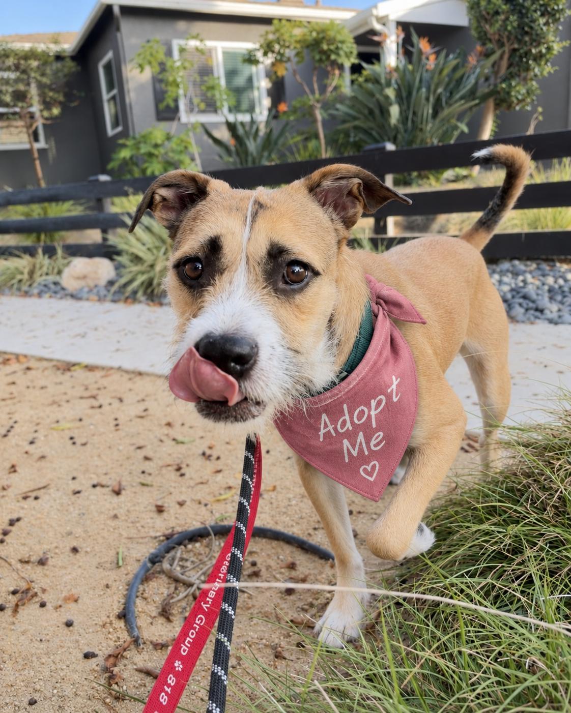 Enlarge Archer, a Adoptable Wirehaired Terrier in Valley Village, CA image 6/6
