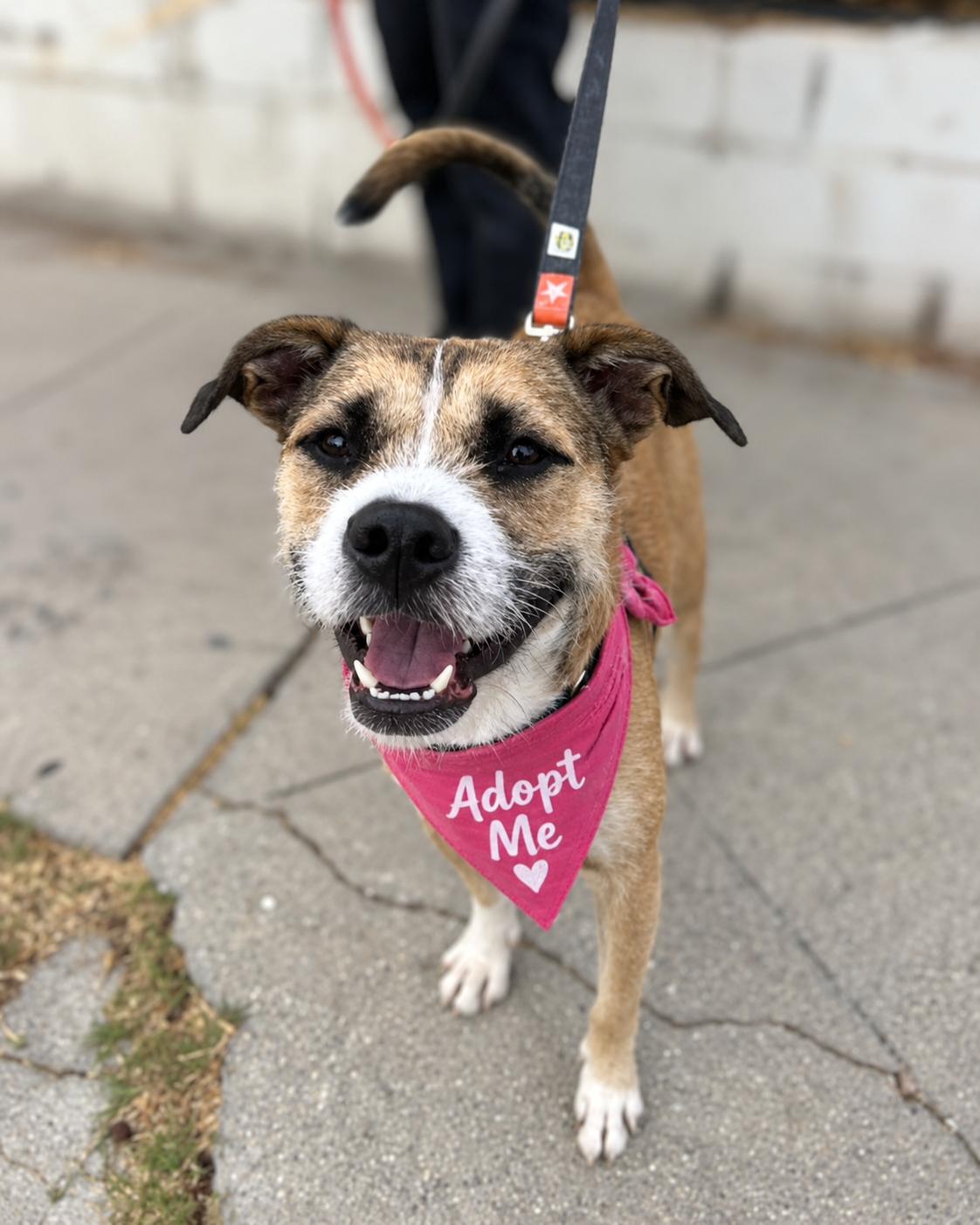 Enlarge Archer, a Adoptable Wirehaired Terrier in Valley Village, CA image 1/6