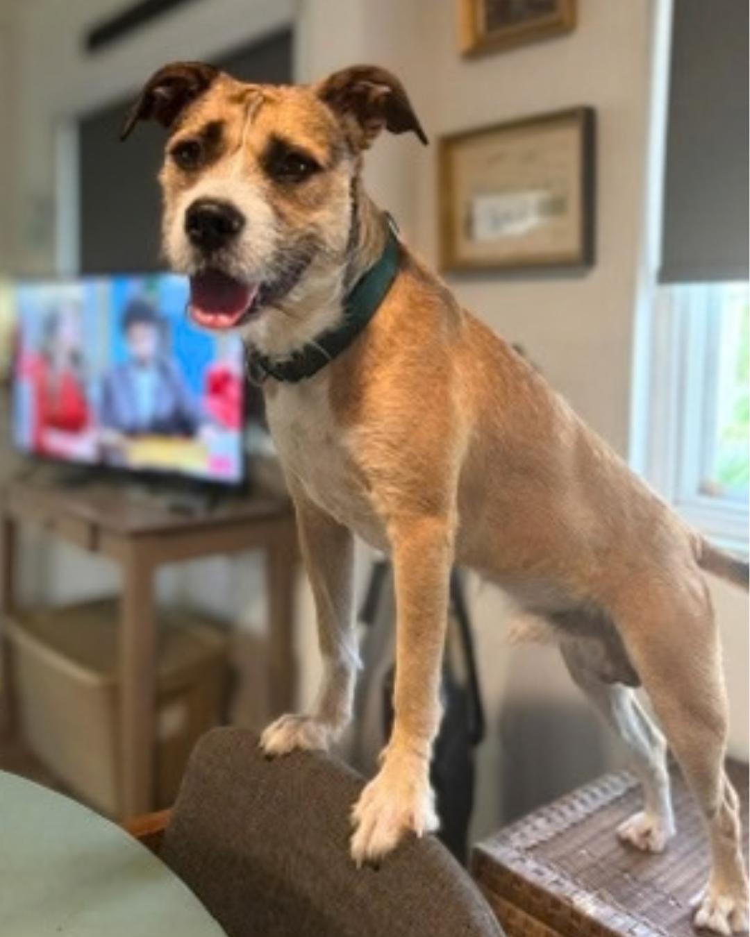 Enlarge Archer, a Adoptable Wirehaired Terrier in Valley Village, CA image 5/6