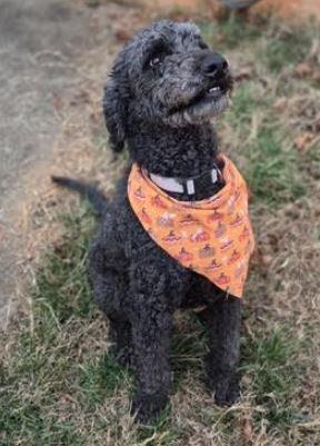 Enlarge Bridget, a Adoptable mixed breed in Mocksville, NC image 1/2