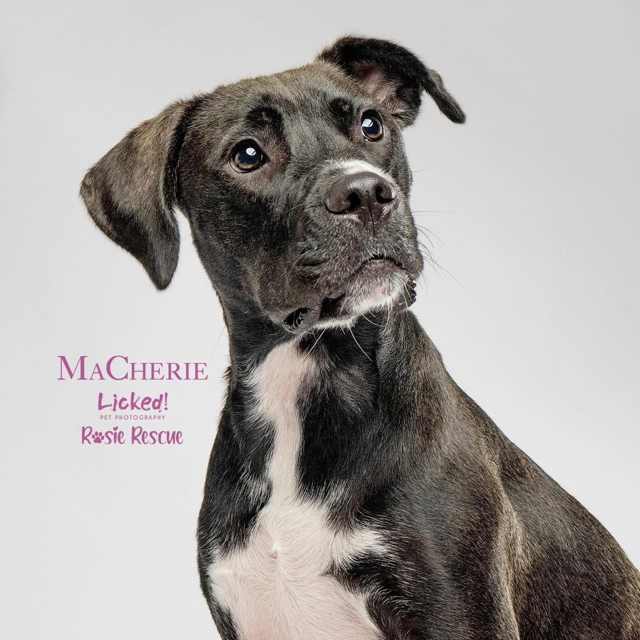 Enlarge MaCherie, a Adoptable mixed breed in Mount Pleasant, SC image 3/6