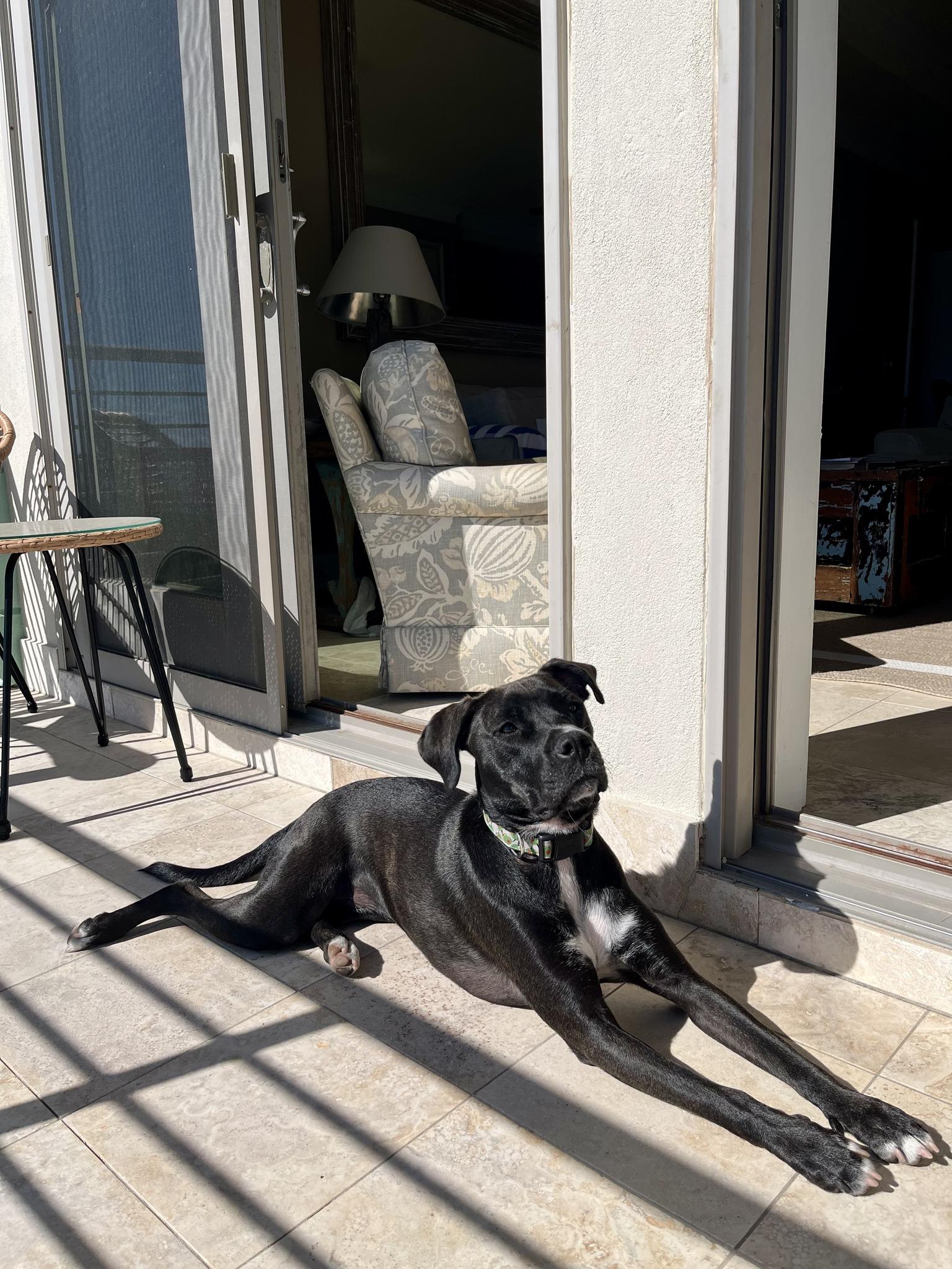 Enlarge MaCherie, a Adoptable mixed breed in Mount Pleasant, SC image 6/6