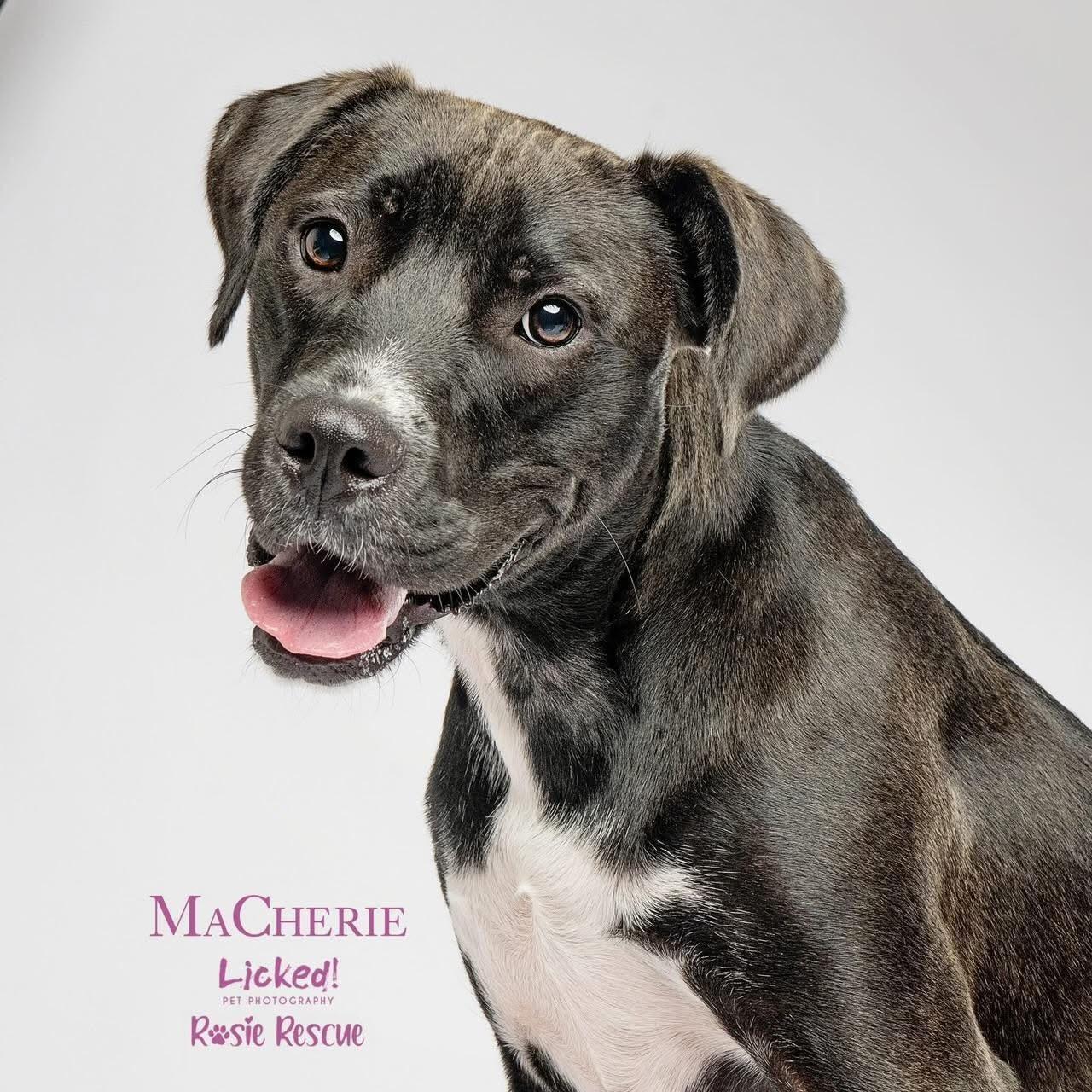 MaCherie, Adoptable, Young Female Boxer & Mixed Breed.