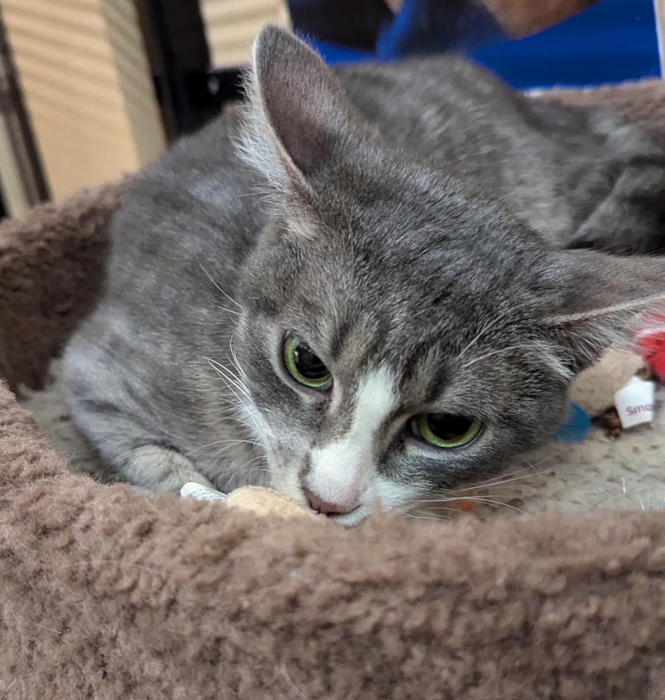 Enlarge Chloe, a ADOPTABLE Tabby in Noblesville, IN image 3/4