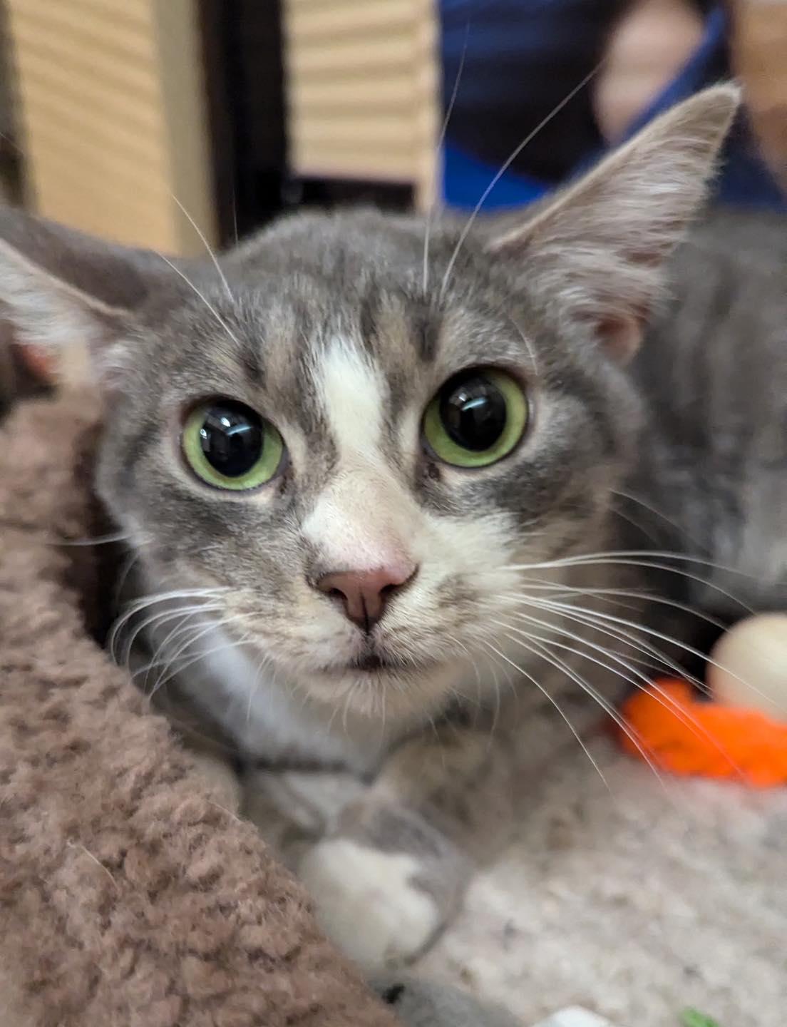 Enlarge Chloe, a ADOPTABLE Tabby in Noblesville, IN image 2/4