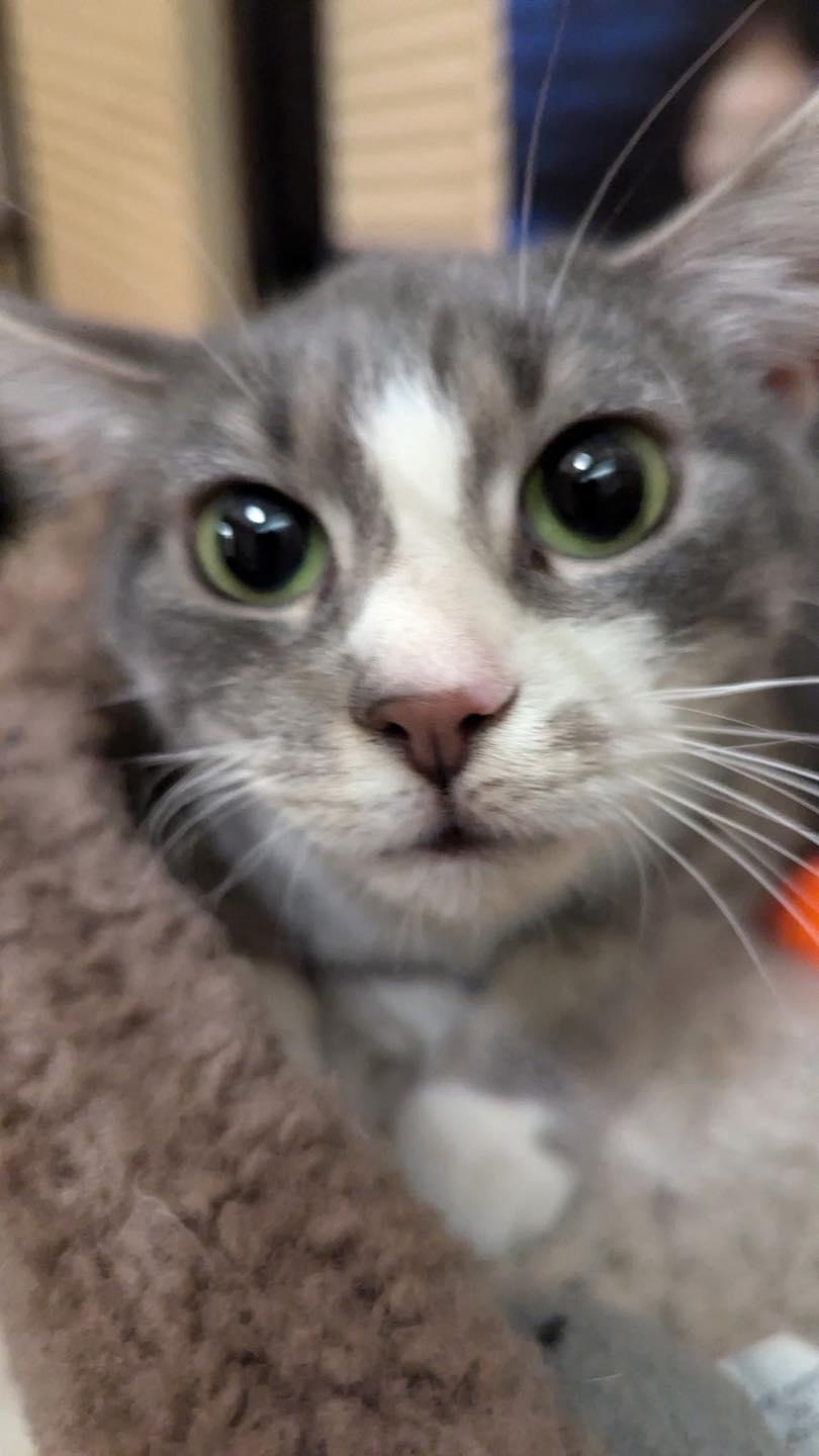 Enlarge Chloe, a ADOPTABLE Tabby in Noblesville, IN image 4/4