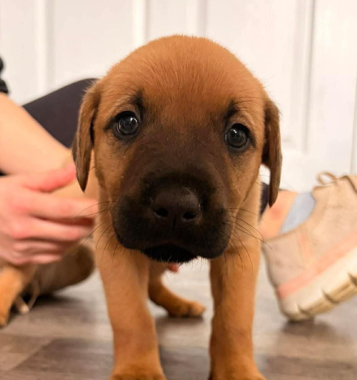 Enlarge Romeo, a ADOPTABLE Catahoula Leopard Dog in Alma, MI image 2/2