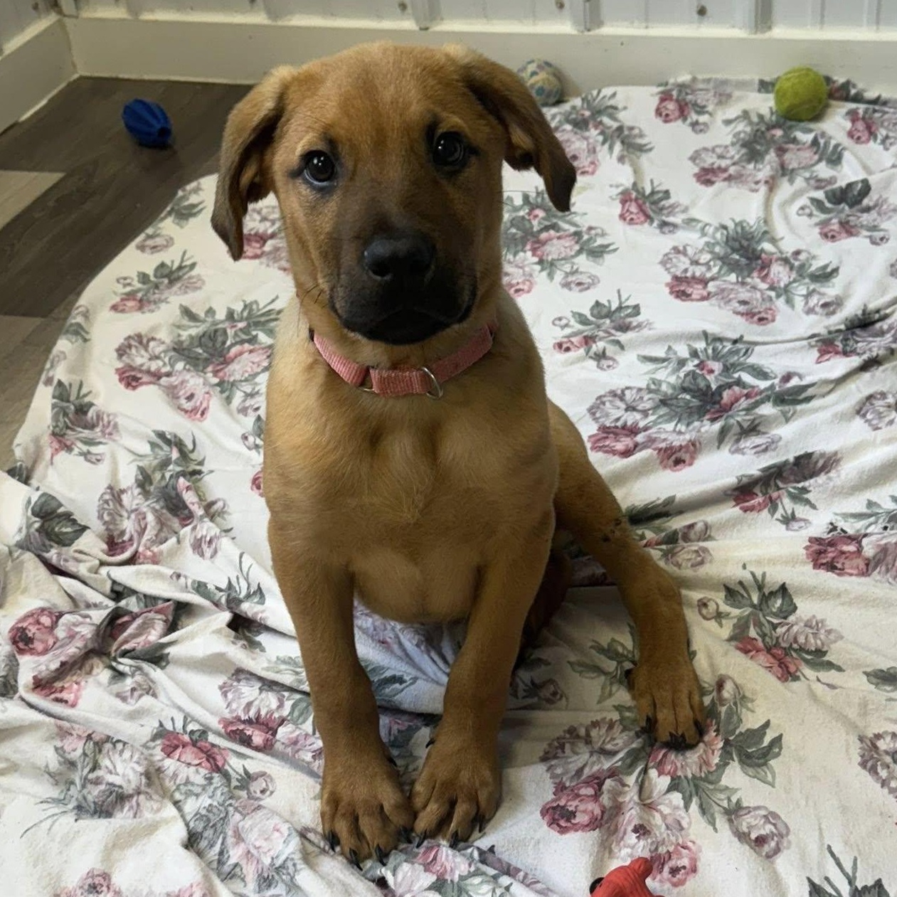 Enlarge Romeo, a ADOPTABLE Catahoula Leopard Dog in Alma, MI image 1/2