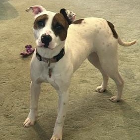 Enlarge Artemis, a Adoptable mixed breed in Indianapolis, IN image 5/6