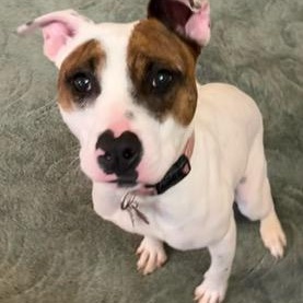 Artemis, Adoptable, Young Female Terrier.