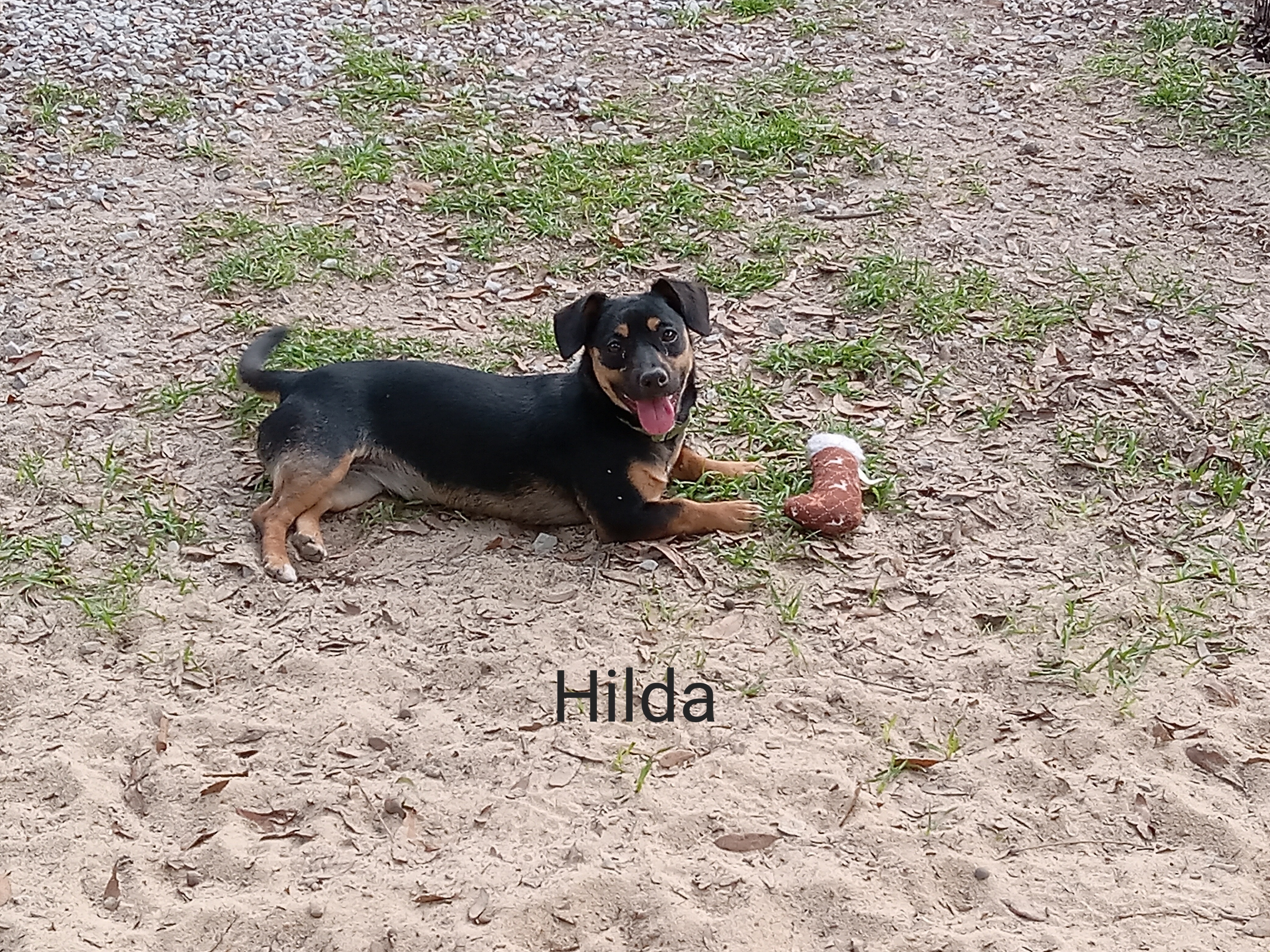 Hilda, a Adopted mixed breed in DeFuniak Springs, FL image 1/3