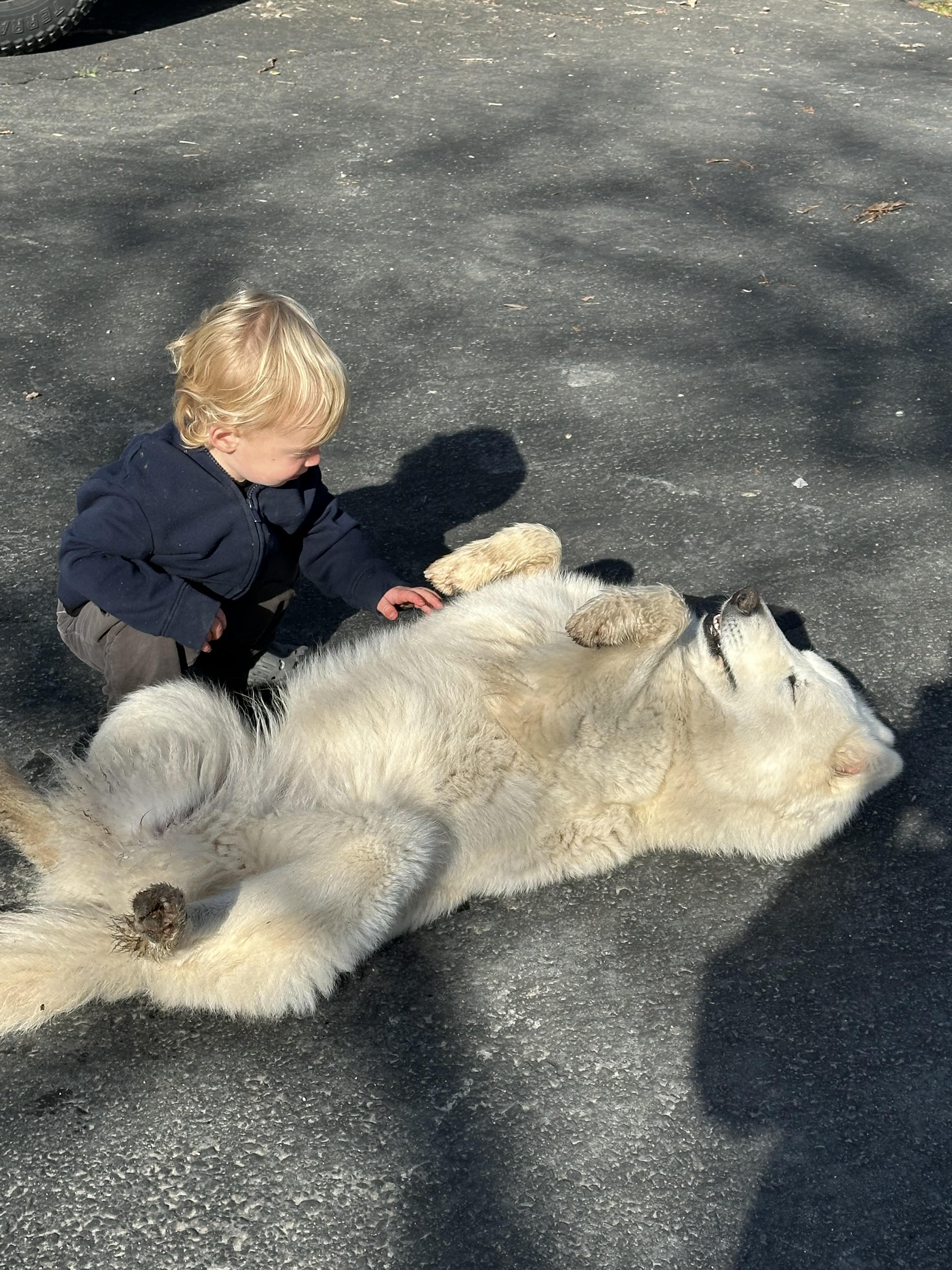 DUCKIE, Adoptable, Adult Female Samoyed.