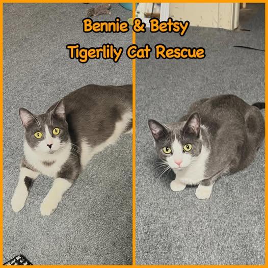 Bennie & Betsy (Bonded Pair), ADOPTABLE, Adult Male Domestic Short Hair.