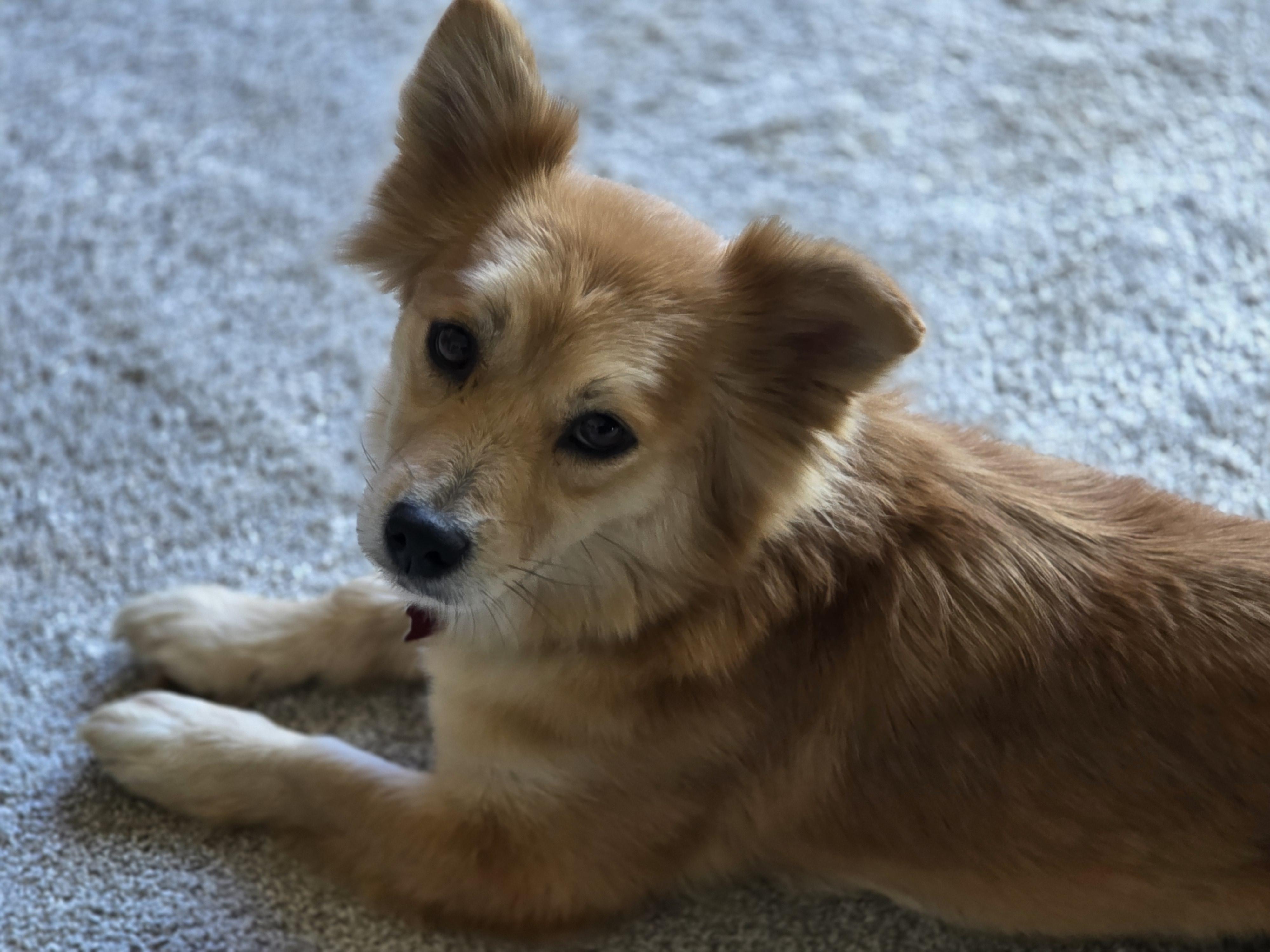 Enlarge Gemma **Meet and Greet Pending**, an adopted mixed breed in Farmington, MN image 3/5