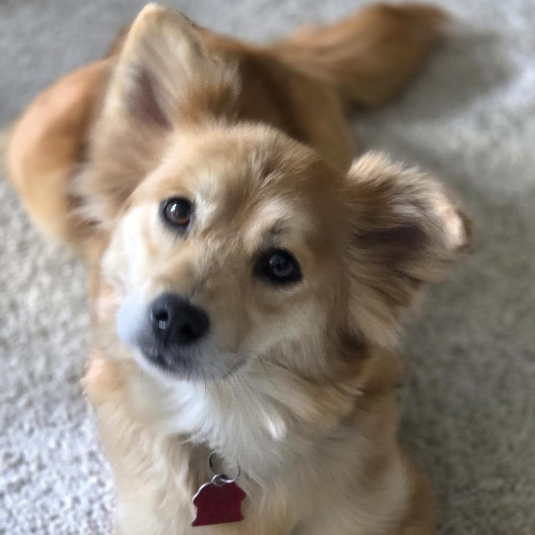 Gemma **Meet and Greet Pending**, adopted, Adult Female Corgi & Pomeranian.