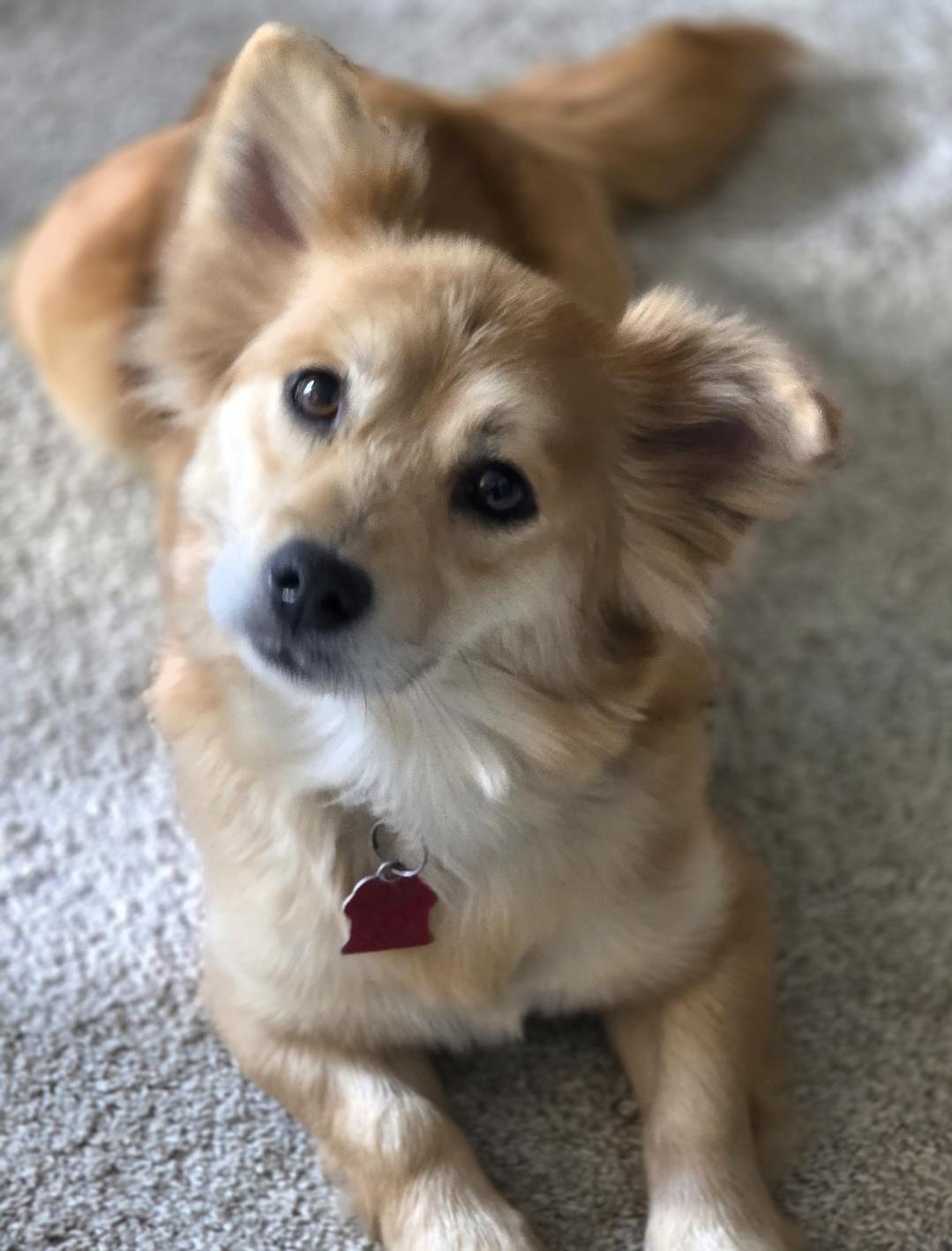 Gemma