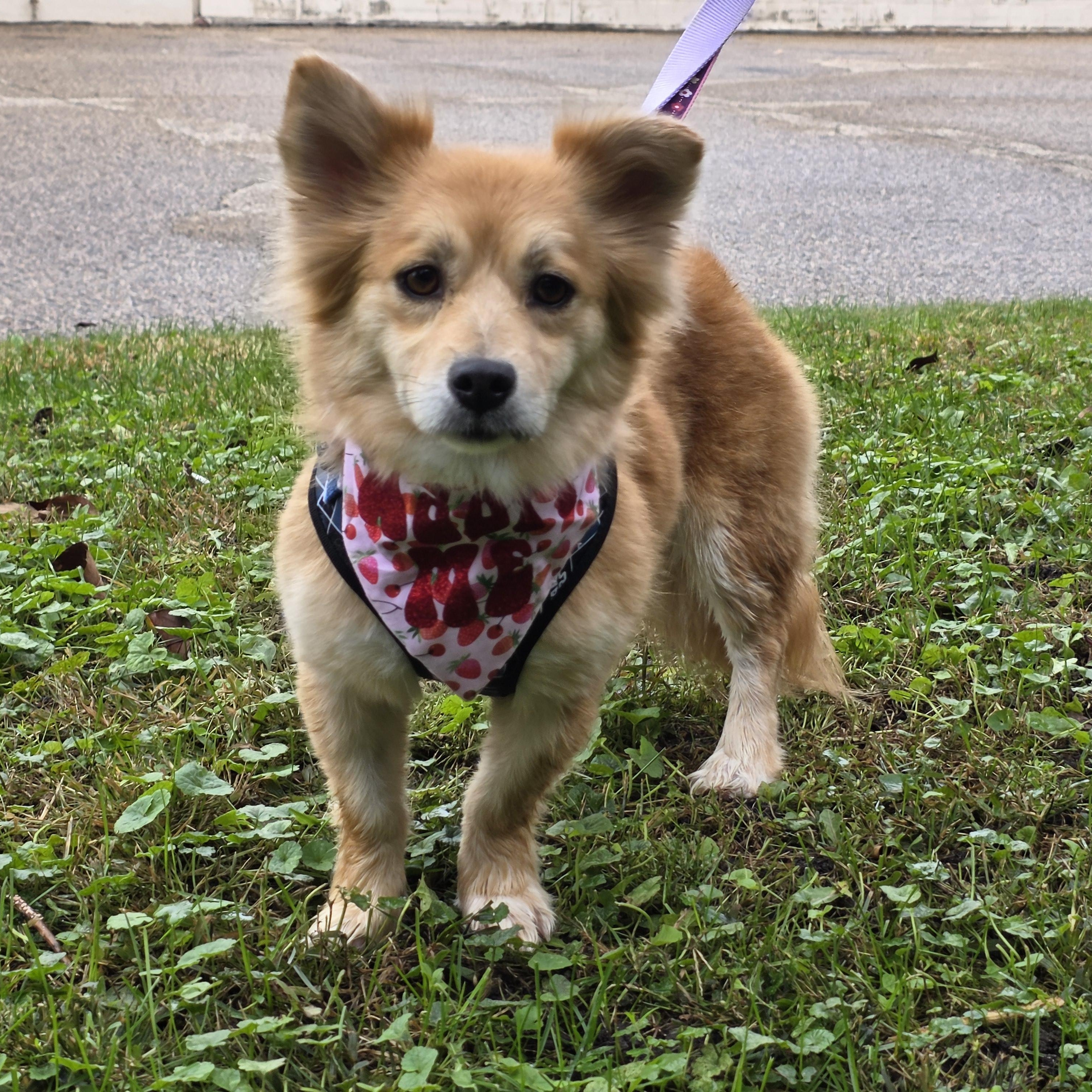 Enlarge Gemma **Meet and Greet Pending**, an adopted mixed breed in Farmington, MN image 2/5