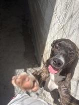 Peyton, ADOPTABLE, Puppy Female Mixed Breed.
