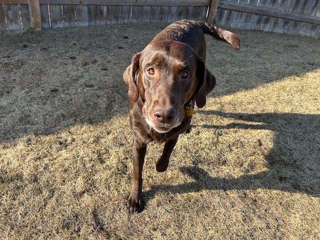 Enlarge Avalee, a ADOPTABLE mixed breed in Homer, AK image 4/6