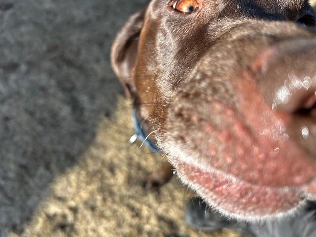 Enlarge Avalee, a ADOPTABLE mixed breed in Homer, AK image 2/6