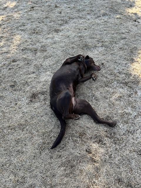 Enlarge Avalee, a ADOPTABLE mixed breed in Homer, AK image 3/6