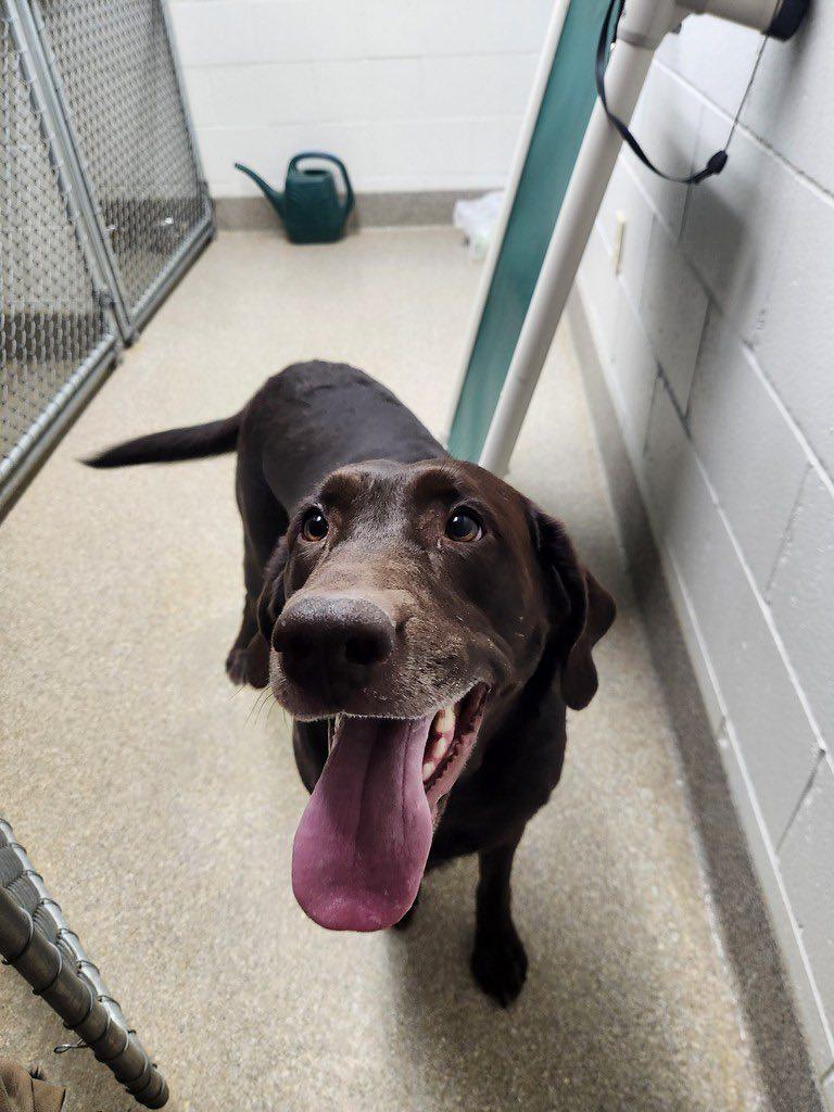 Enlarge Avalee, a ADOPTABLE mixed breed in Homer, AK image 1/6