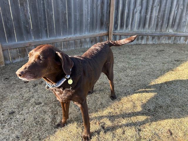 Enlarge Avalee, a ADOPTABLE mixed breed in Homer, AK image 6/6