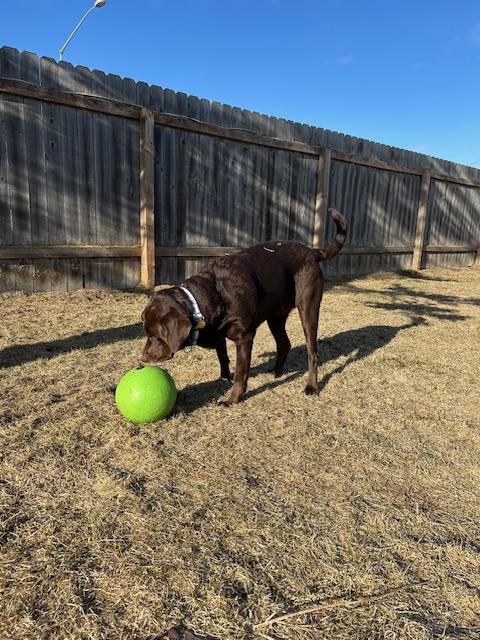 Enlarge Avalee, a ADOPTABLE mixed breed in Homer, AK image 5/6