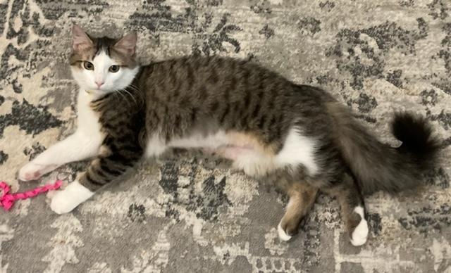 Enlarge Maybelle, a Adoptable Domestic Long Hair in Covington, LA image 1/2