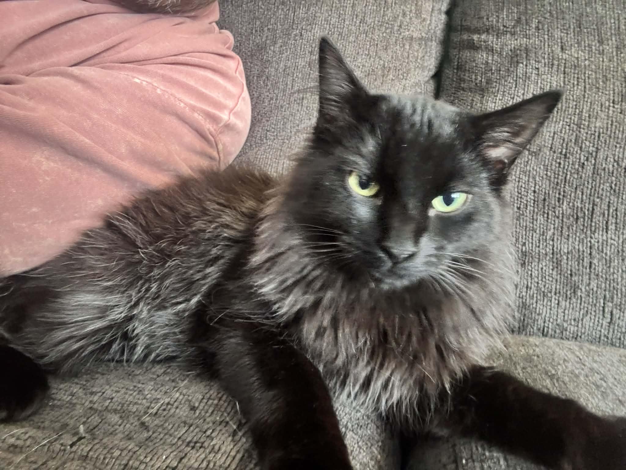 Enlarge BEAR, an adopted Domestic Medium Hair in Tillsonburg, ON image 4/6