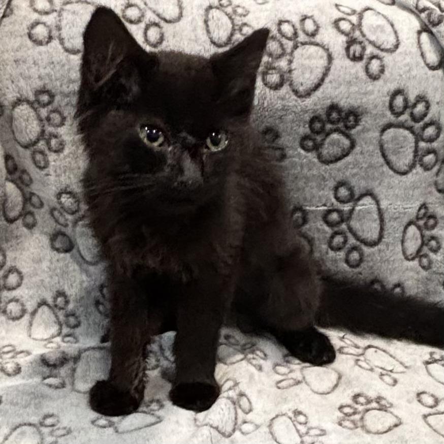 Enlarge BEAR, an adopted Domestic Medium Hair in Tillsonburg, ON image 5/6