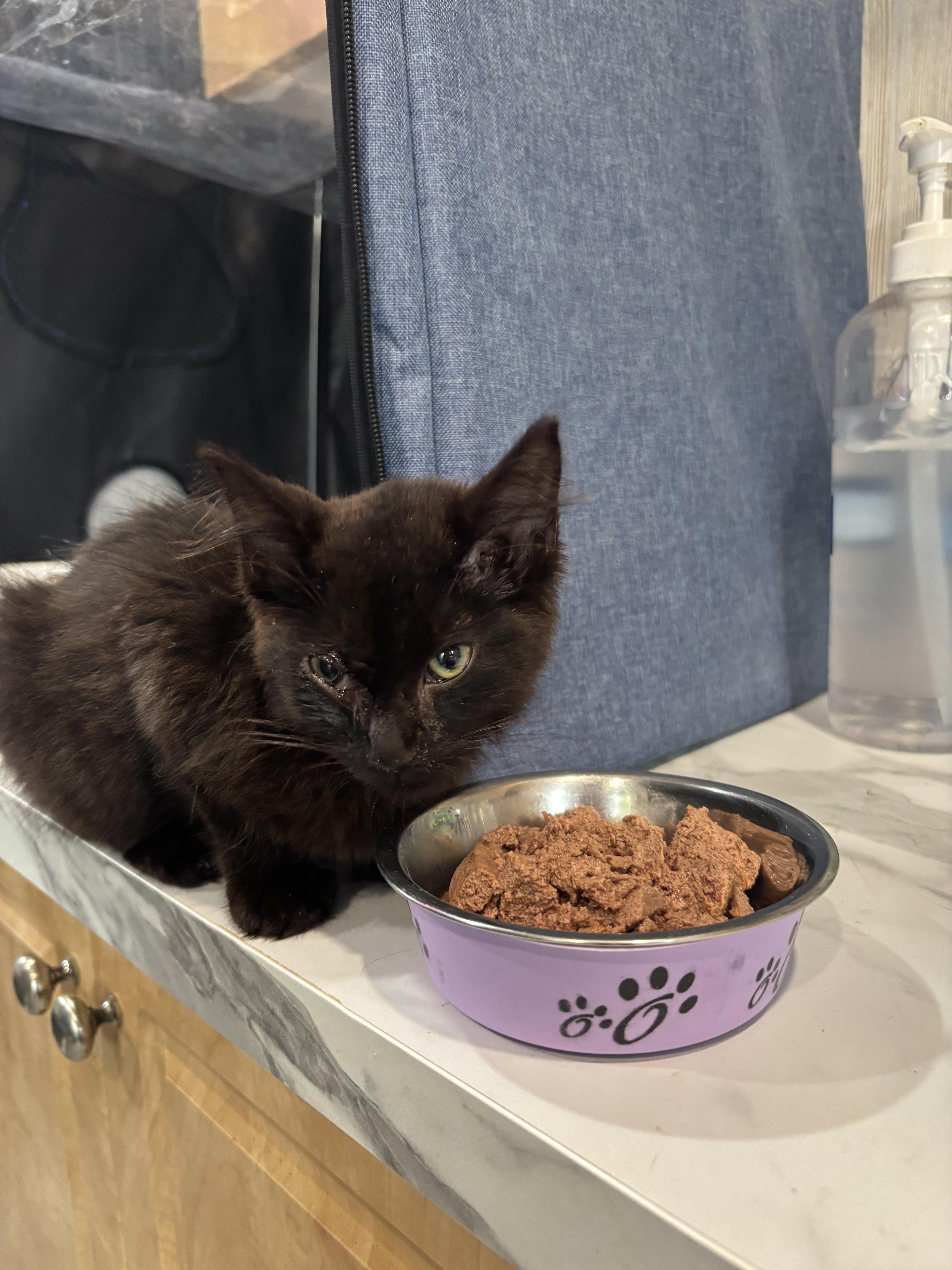 Enlarge BEAR, an adopted Domestic Medium Hair in Tillsonburg, ON image 6/6