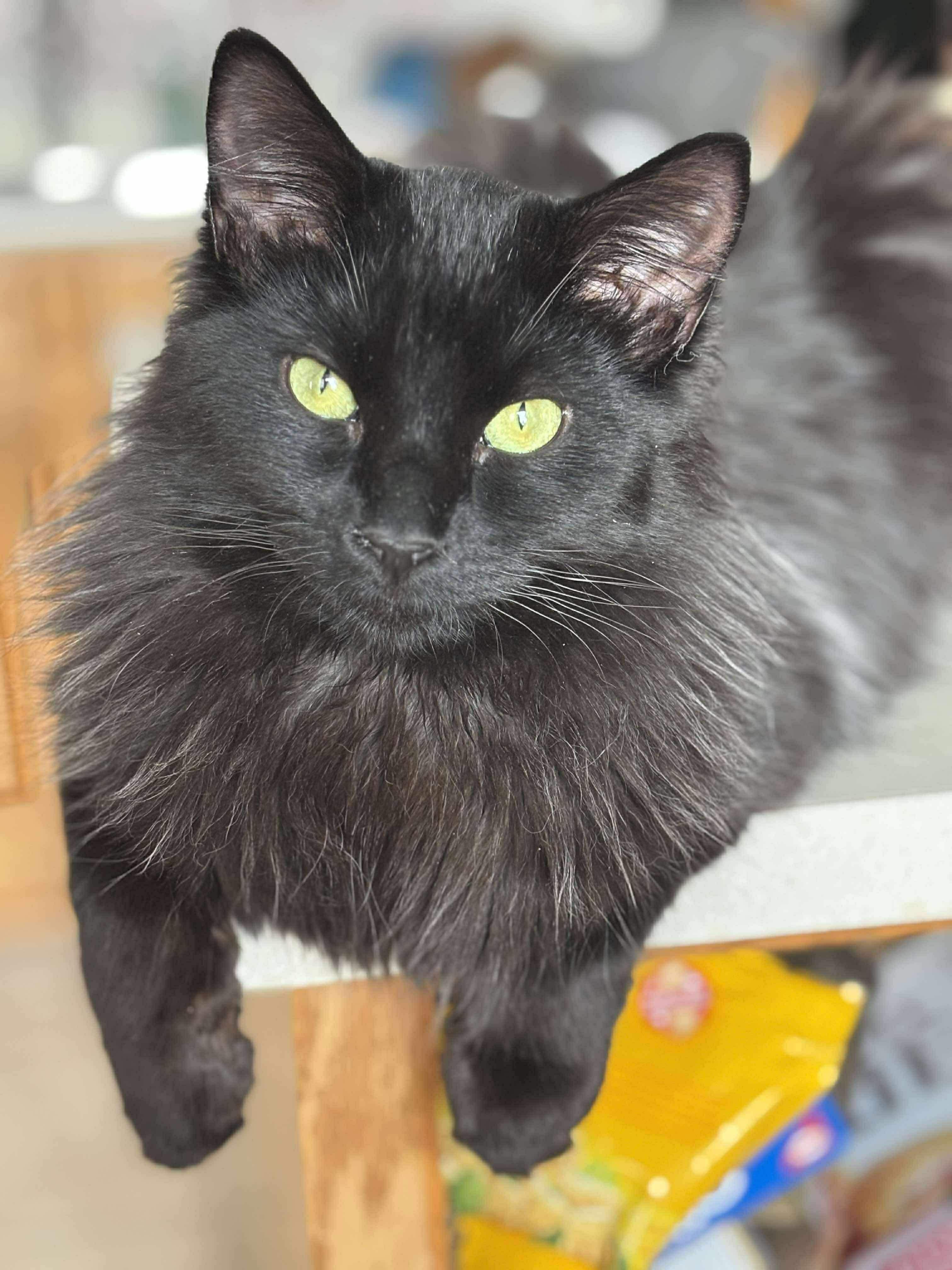 Enlarge BEAR, an adopted Domestic Medium Hair in Tillsonburg, ON image 2/6