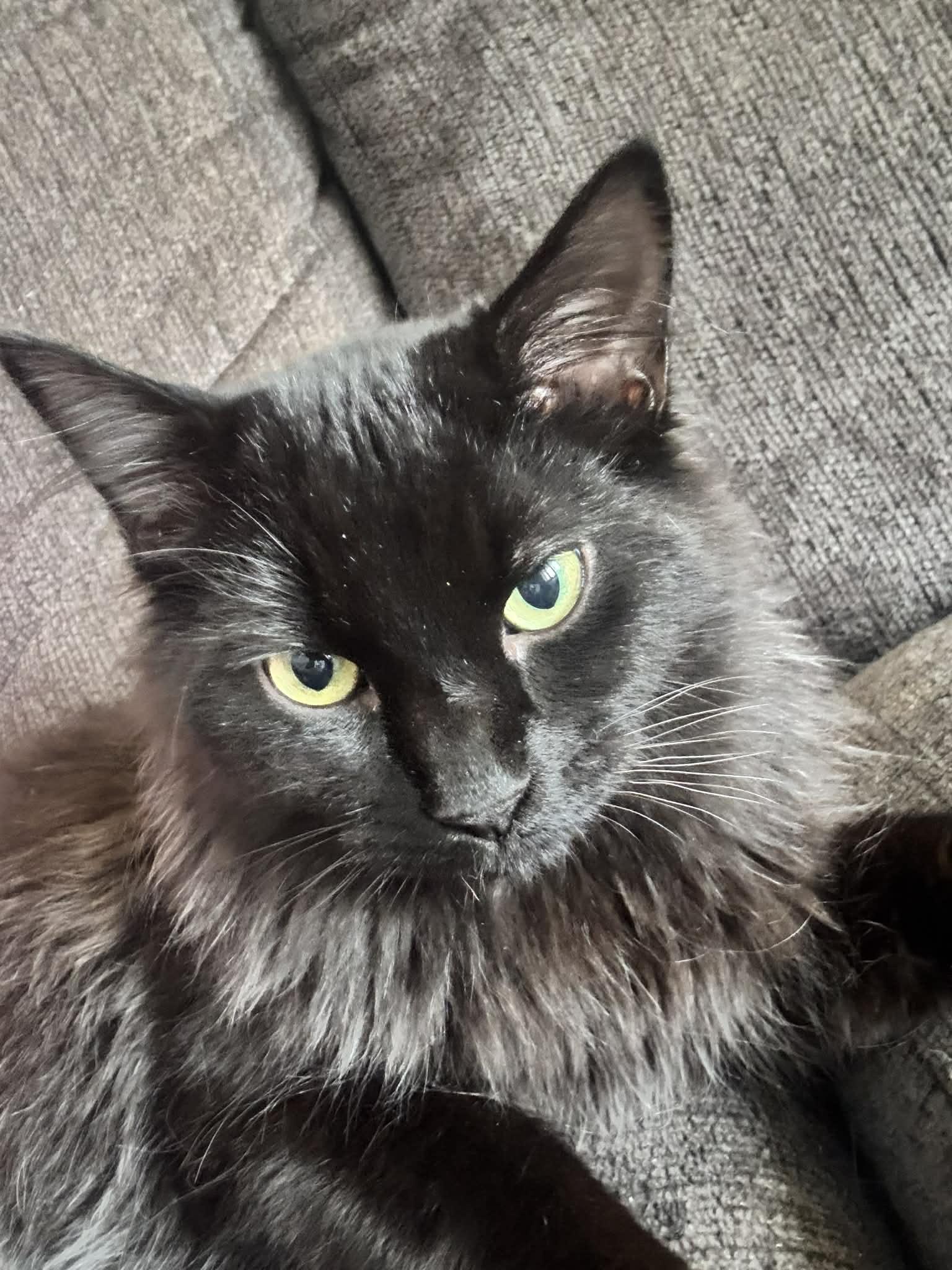 Enlarge BEAR, an adopted Domestic Medium Hair in Tillsonburg, ON image 3/6