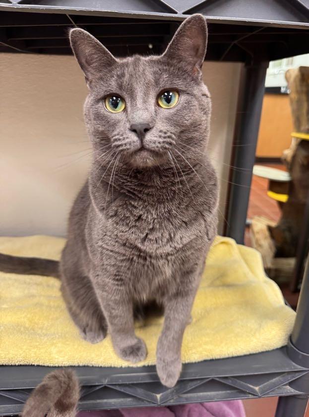 Blue Bell, Adoptable, Adult Female Domestic Short Hair.