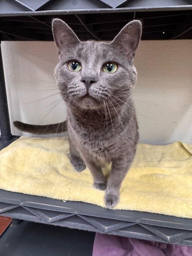 Blue Bell, a Adoptable Domestic Short Hair in Battle Creek, MI image 4/6