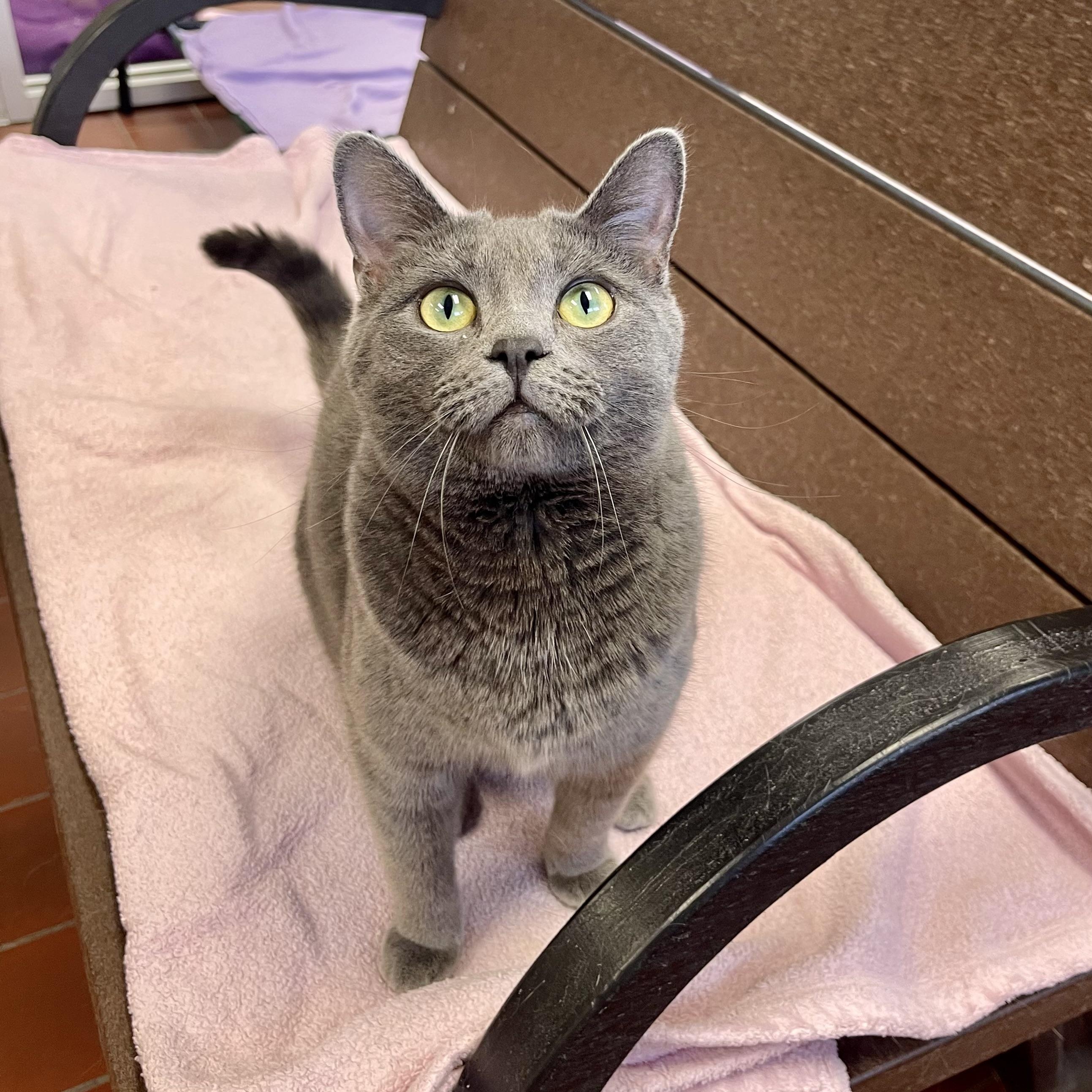 Blue Bell, a Adoptable Domestic Short Hair in Battle Creek, MI image 2/6