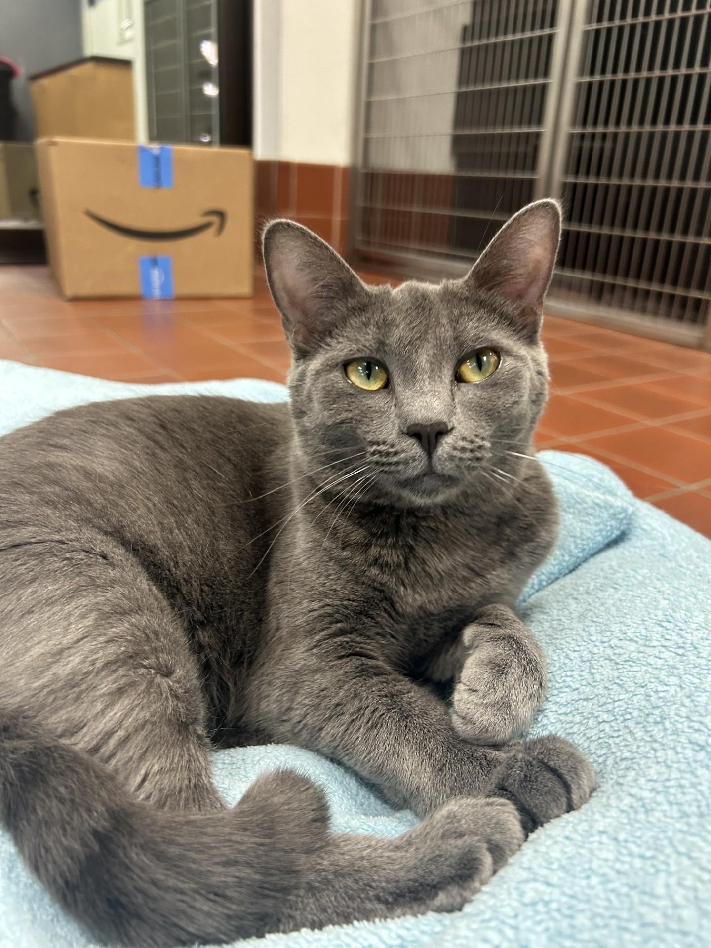 Blue Bell, a Adoptable Domestic Short Hair in Battle Creek, MI image 6/6