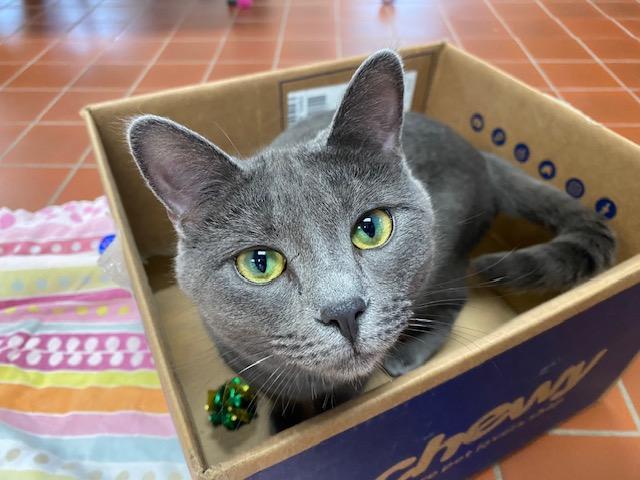 Blue Bell, a Adoptable Domestic Short Hair in Battle Creek, MI image 5/6
