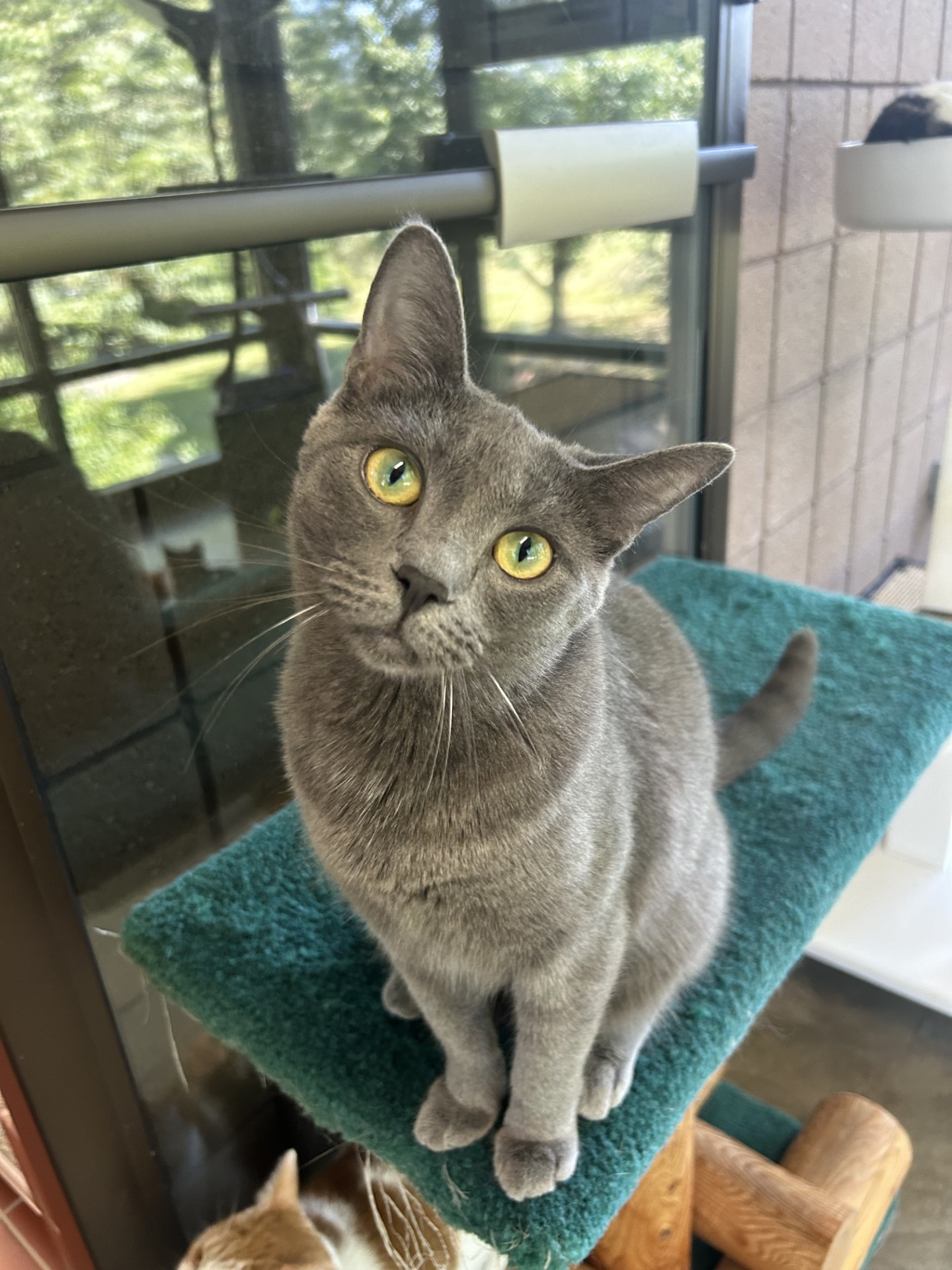Blue Bell, a Adoptable Domestic Short Hair in Battle Creek, MI image 3/6