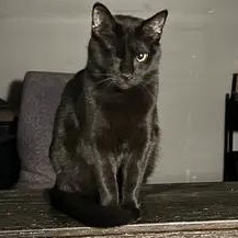 Enlarge Winky, a Adoptable Domestic Short Hair in Holly, MI image 5/5