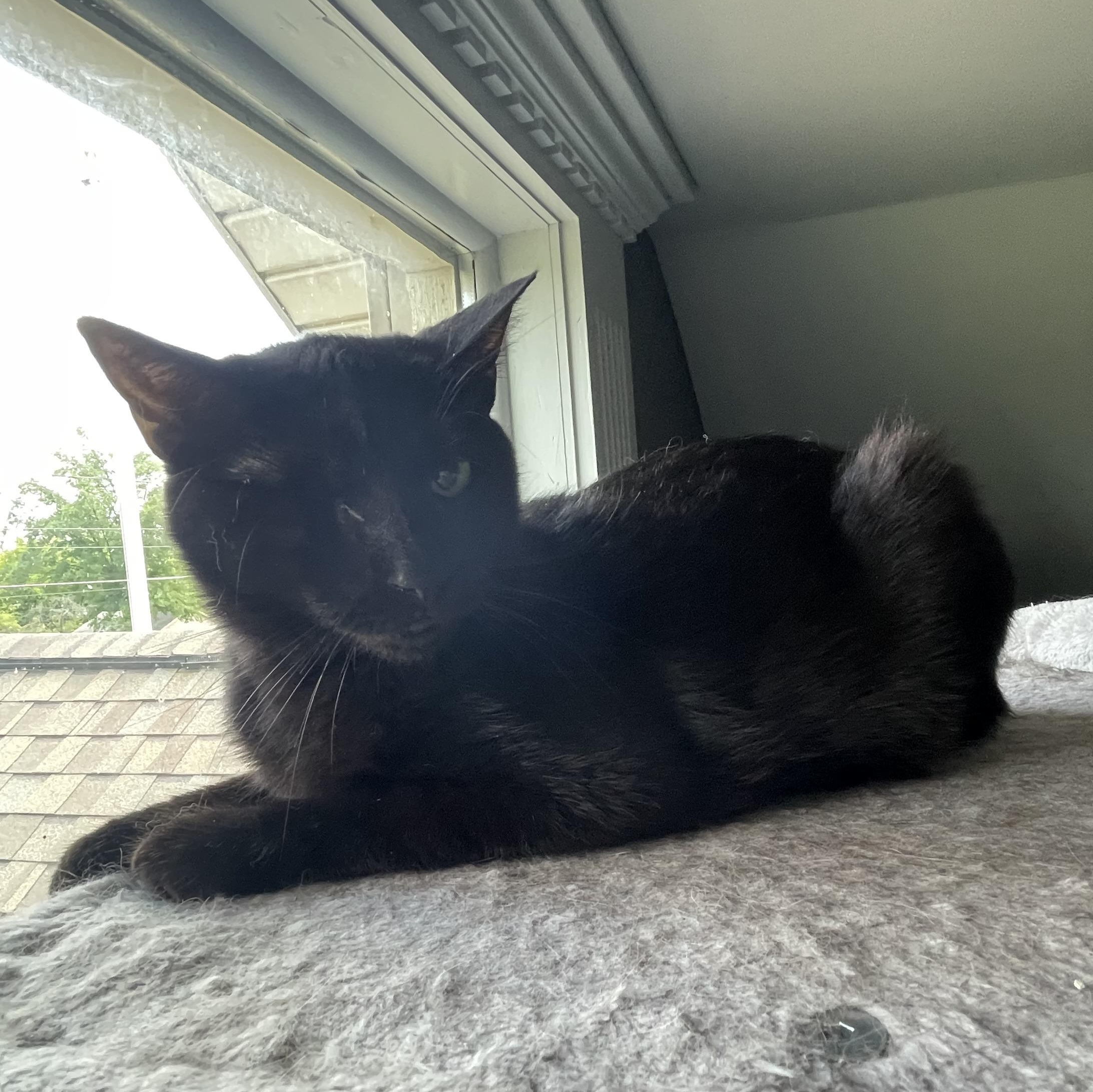 Enlarge Winky, a Adoptable Domestic Short Hair in Holly, MI image 3/5
