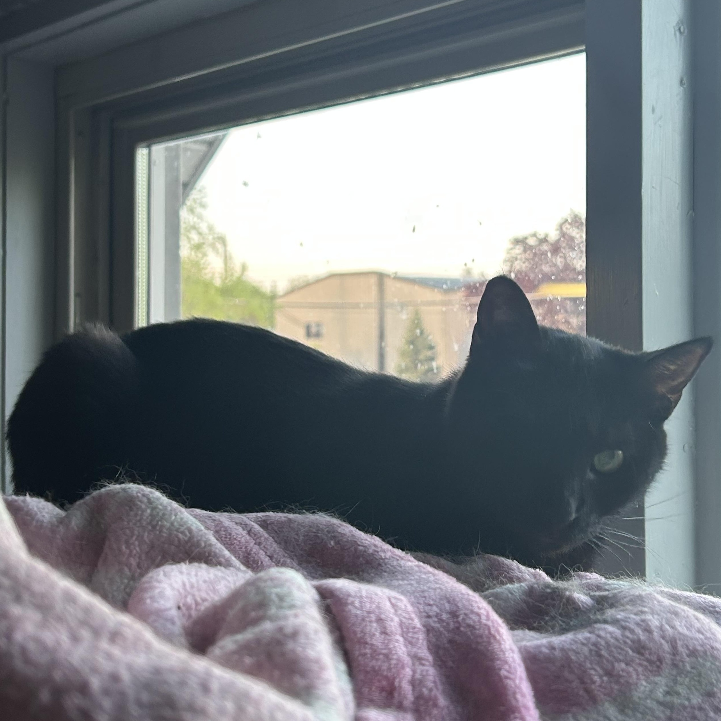Enlarge Winky, a Adoptable Domestic Short Hair in Holly, MI image 2/5