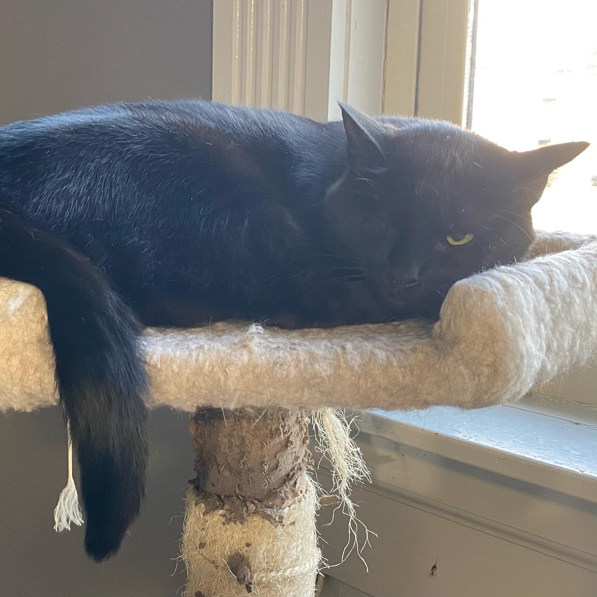 Winky, Adoptable, Adult Female Domestic Short Hair.