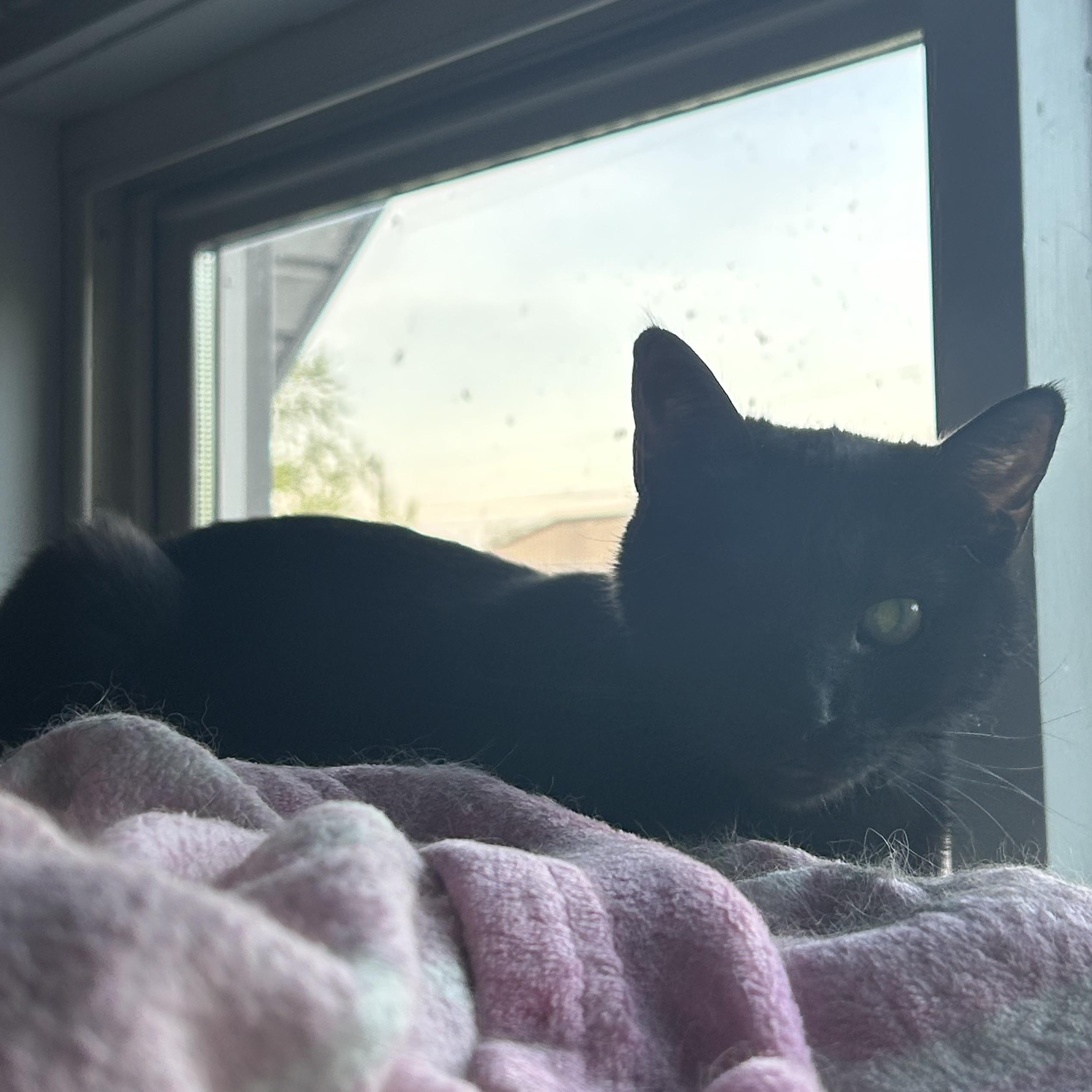 Enlarge Winky, a Adoptable Domestic Short Hair in Holly, MI image 4/5
